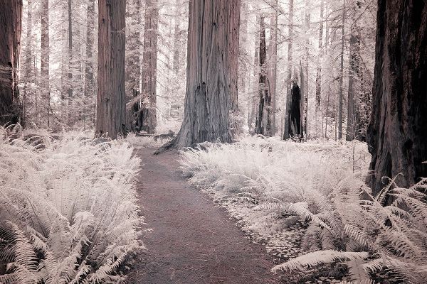 California Redwood National Park-infrared of Redwood forest along hiking trail